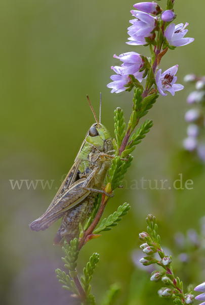 Kleiner Heidegrashüpfer (Stenobothrus stigmaticus)