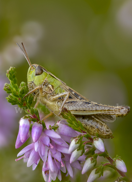 Kleiner Heidegrashüpfer (Stenobothrus stigmaticus)