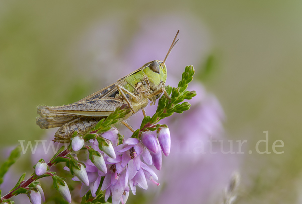 Kleiner Heidegrashüpfer (Stenobothrus stigmaticus)