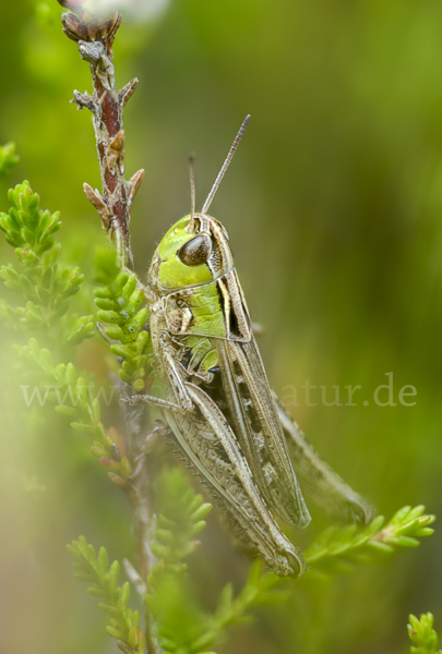 Kleiner Heidegrashüpfer (Stenobothrus stigmaticus)