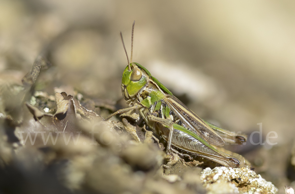 Kleiner Heidegrashüpfer (Stenobothrus stigmaticus)