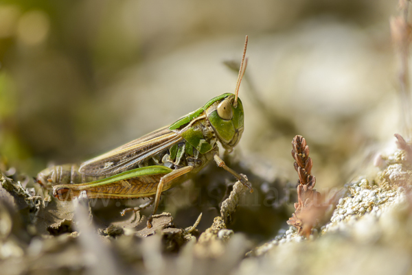 Kleiner Heidegrashüpfer (Stenobothrus stigmaticus)