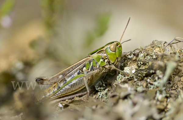 Kleiner Heidegrashüpfer (Stenobothrus stigmaticus)