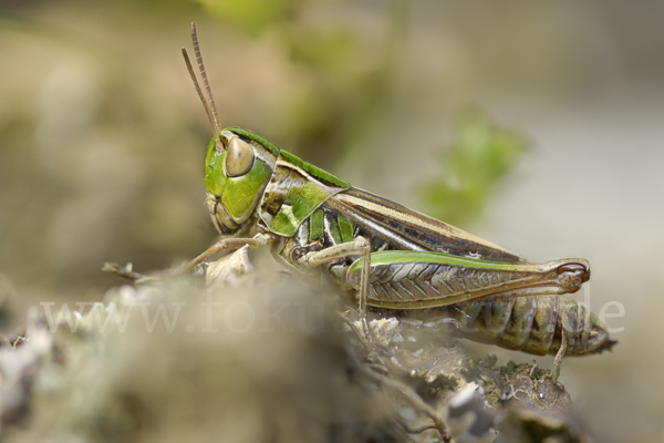 Kleiner Heidegrashüpfer (Stenobothrus stigmaticus)