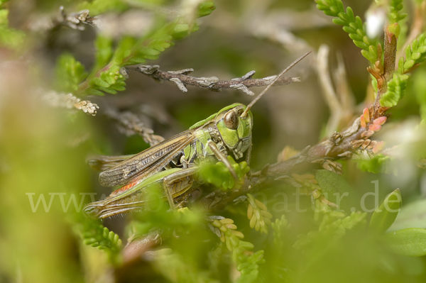 Kleiner Heidegrashüpfer (Stenobothrus stigmaticus)