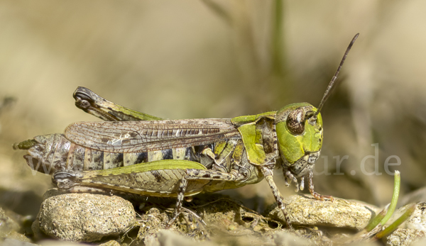 Kleiner Heidegrashüpfer (Stenobothrus stigmaticus)