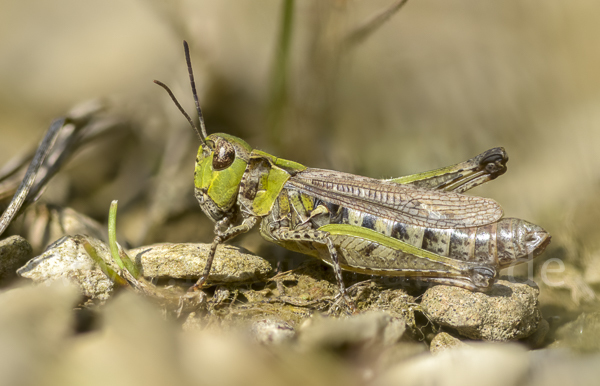 Kleiner Heidegrashüpfer (Stenobothrus stigmaticus)