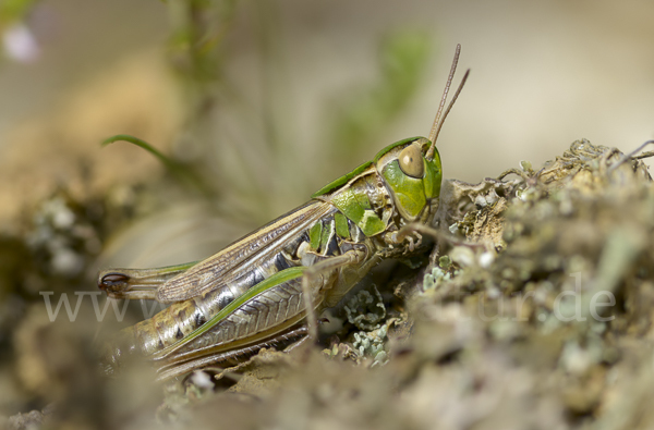 Kleiner Heidegrashüpfer (Stenobothrus stigmaticus)