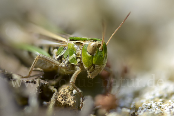 Kleiner Heidegrashüpfer (Stenobothrus stigmaticus)