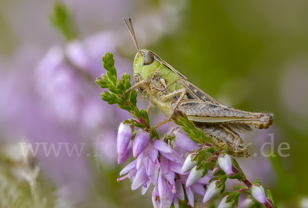 Kleiner Heidegrashüpfer (Stenobothrus stigmaticus)