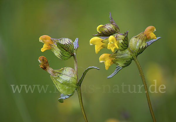 Kleiner Klappertopf (Rhinanthus minor)