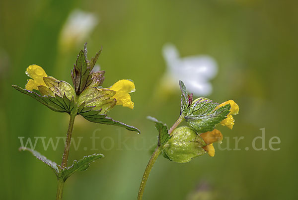 Kleiner Klappertopf (Rhinanthus minor)