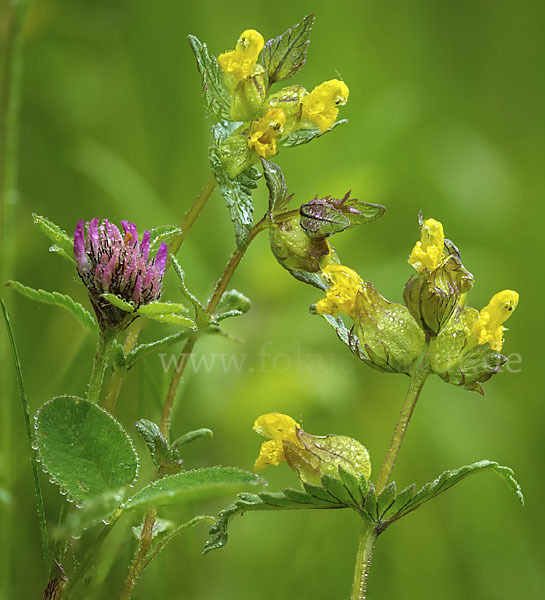 Kleiner Klappertopf (Rhinanthus minor)