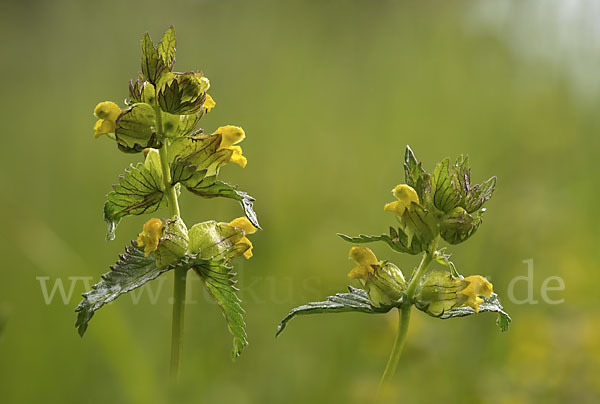 Kleiner Klappertopf (Rhinanthus minor)