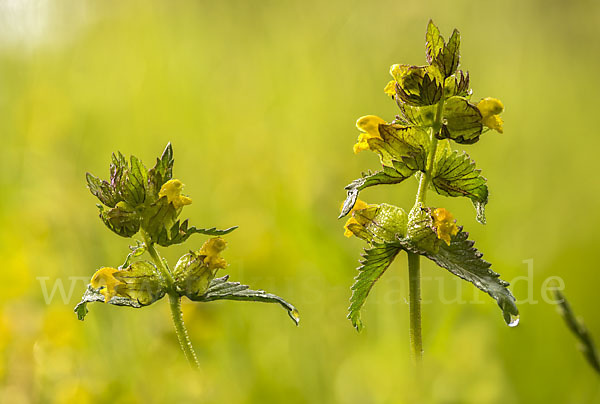 Kleiner Klappertopf (Rhinanthus minor)