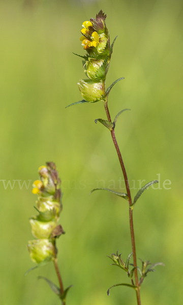 Kleiner Klappertopf (Rhinanthus minor)