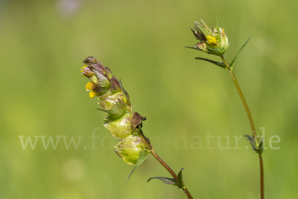 Kleiner Klappertopf (Rhinanthus minor)