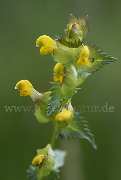 Kleiner Klappertopf (Rhinanthus minor)