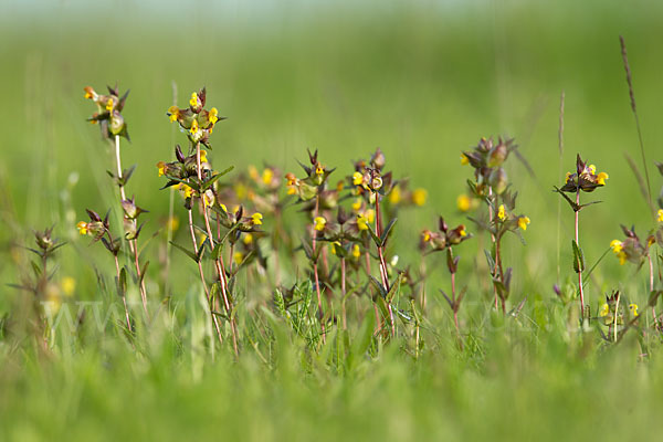 Kleiner Klappertopf (Rhinanthus minor)