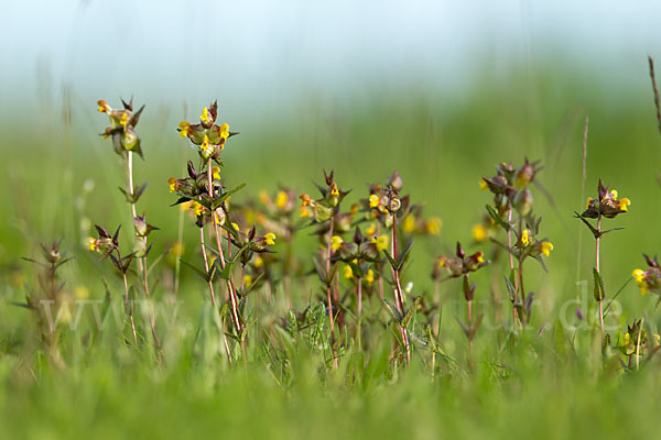 Kleiner Klappertopf (Rhinanthus minor)