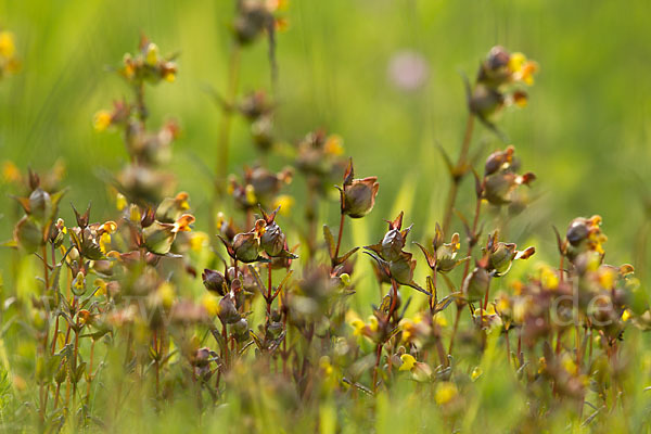 Kleiner Klappertopf (Rhinanthus minor)