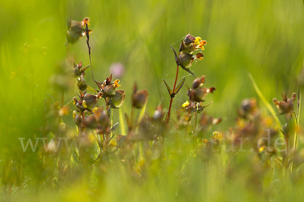 Kleiner Klappertopf (Rhinanthus minor)