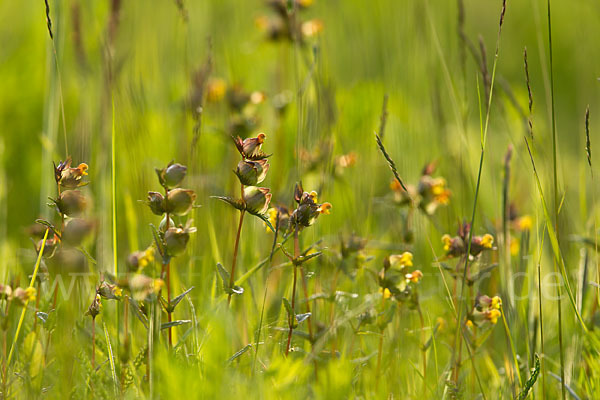 Kleiner Klappertopf (Rhinanthus minor)