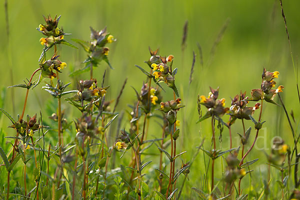 Kleiner Klappertopf (Rhinanthus minor)