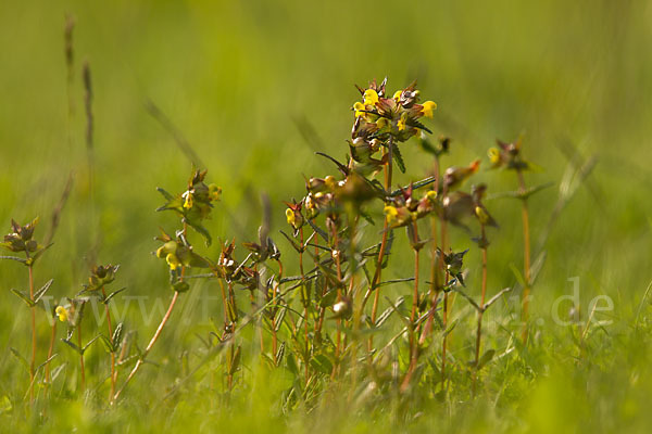 Kleiner Klappertopf (Rhinanthus minor)