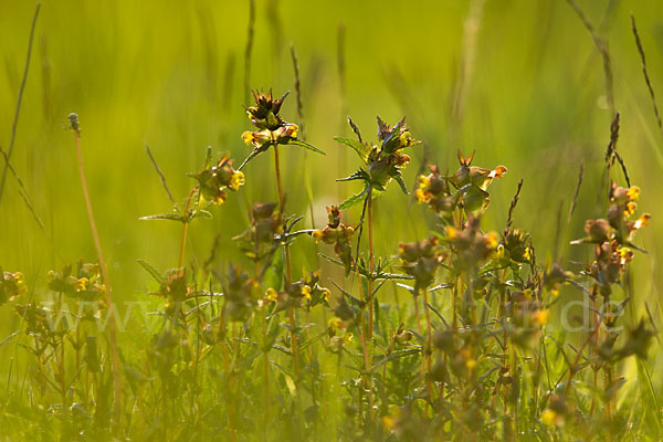 Kleiner Klappertopf (Rhinanthus minor)