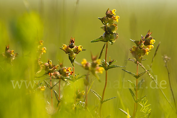 Kleiner Klappertopf (Rhinanthus minor)