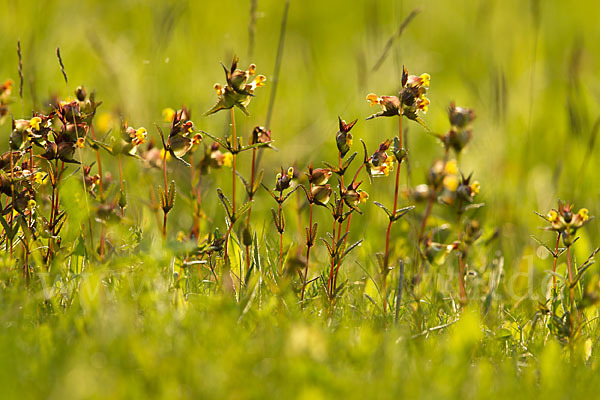 Kleiner Klappertopf (Rhinanthus minor)