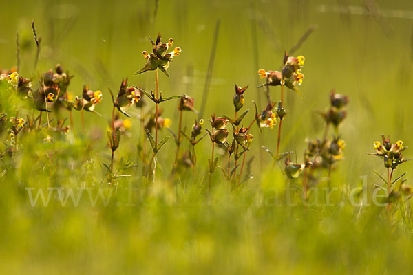 Kleiner Klappertopf (Rhinanthus minor)