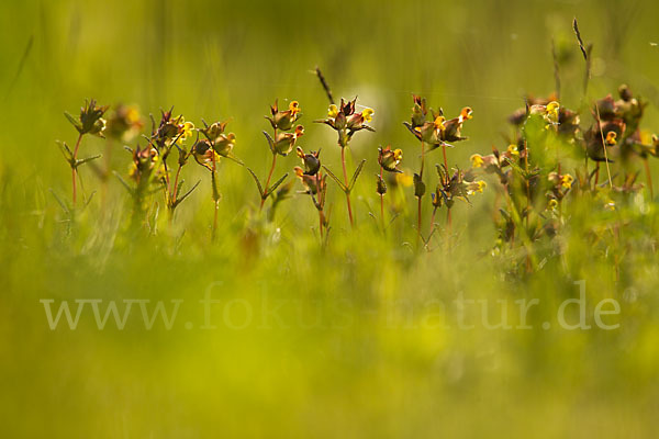 Kleiner Klappertopf (Rhinanthus minor)