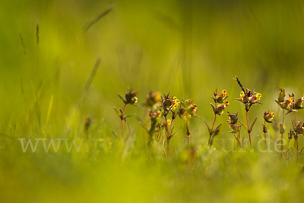 Kleiner Klappertopf (Rhinanthus minor)