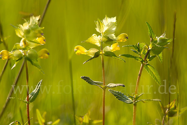 Kleiner Klappertopf (Rhinanthus minor)