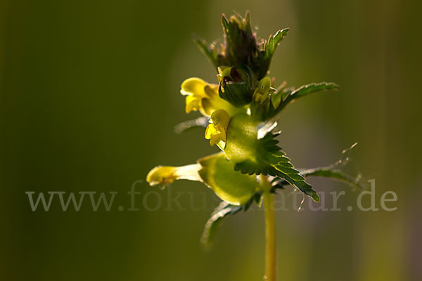 Kleiner Klappertopf (Rhinanthus minor)