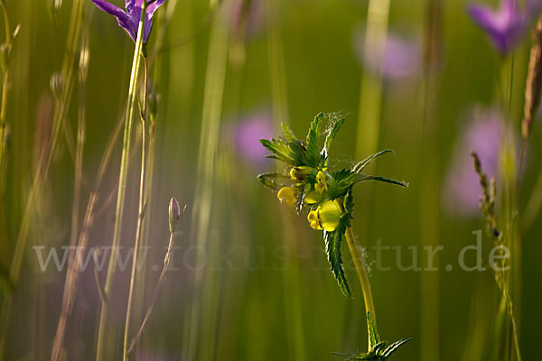 Kleiner Klappertopf (Rhinanthus minor)