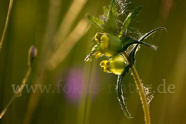 Kleiner Klappertopf (Rhinanthus minor)