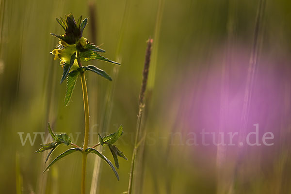 Kleiner Klappertopf (Rhinanthus minor)