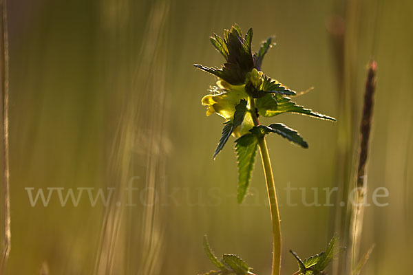 Kleiner Klappertopf (Rhinanthus minor)