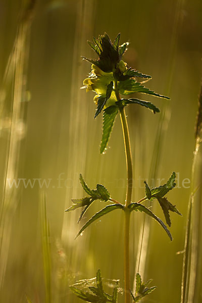 Kleiner Klappertopf (Rhinanthus minor)