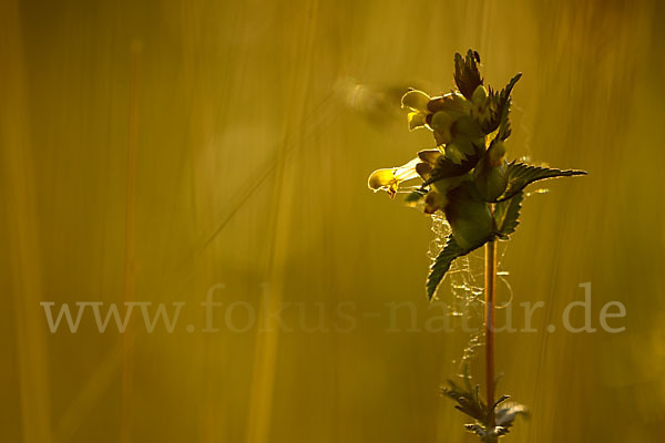 Kleiner Klappertopf (Rhinanthus minor)