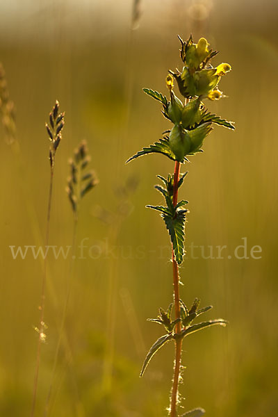 Kleiner Klappertopf (Rhinanthus minor)