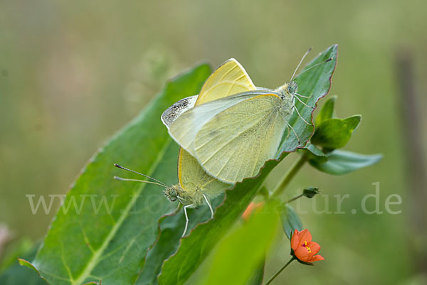 Kleiner Kohlweißling (Pieris rapae)