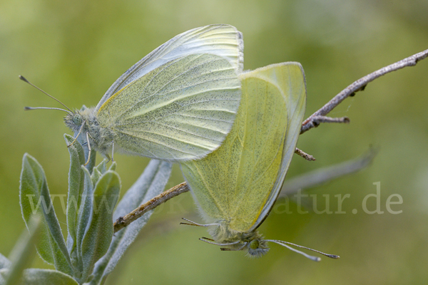 Kleiner Kohlweißling (Pieris rapae)