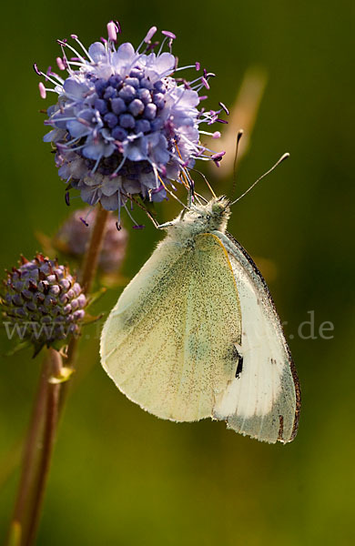 Kleiner Kohlweißling (Pieris rapae)