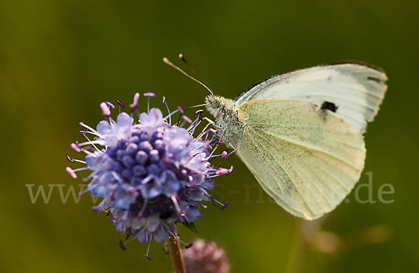 Kleiner Kohlweißling (Pieris rapae)