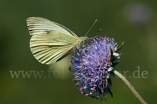 Kleiner Kohlweißling (Pieris rapae)