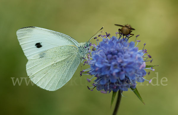 Kleiner Kohlweißling (Pieris rapae)